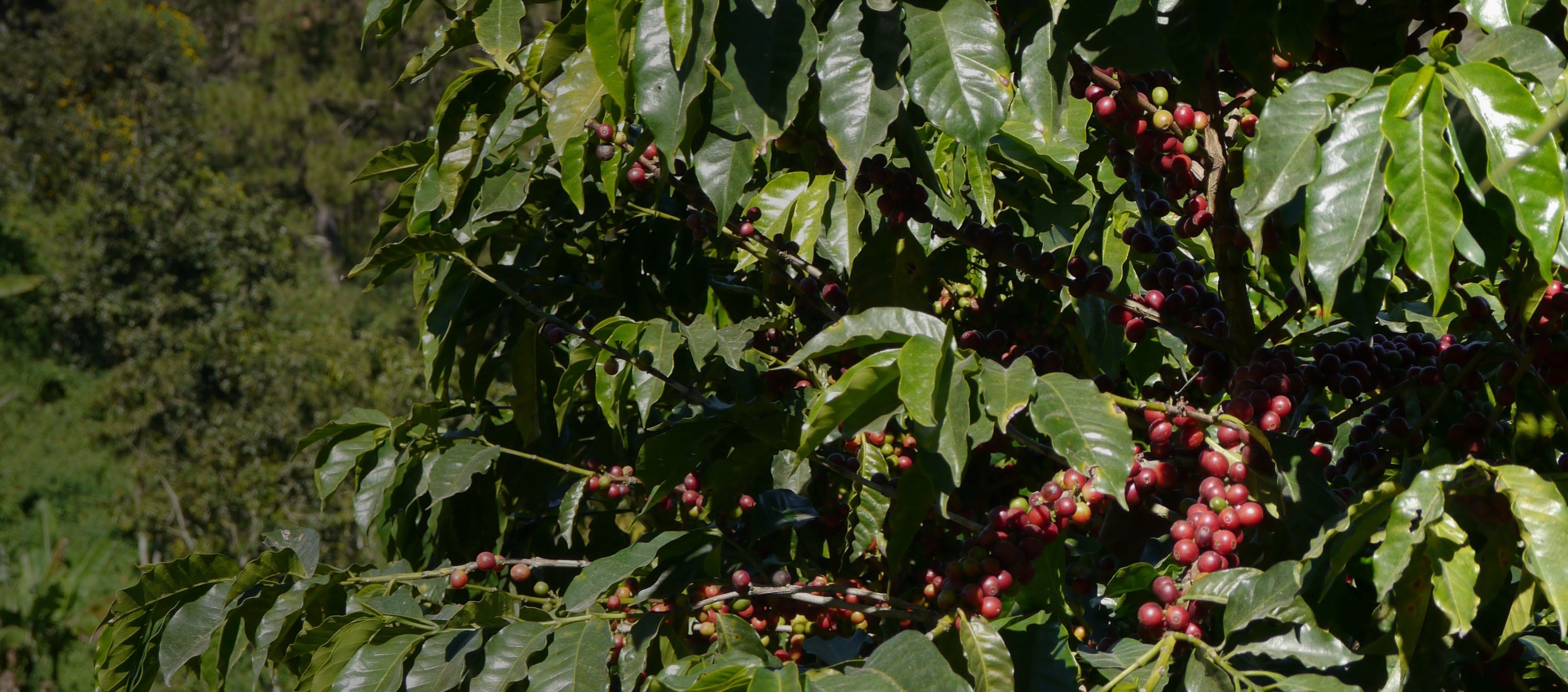 Finca Buena Vista in Honduras